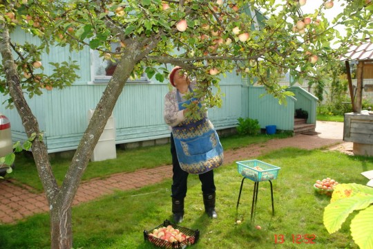 Подробнее о статье График сезонных работ в саду и на огороде