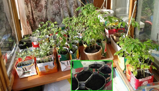 Подробнее о статье Рассада. Контейнеры.  Сделай сам.