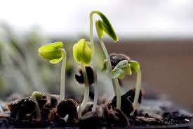 Подробнее о статье Рассада