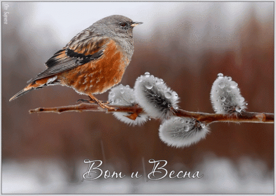 анимированная_открытка_вот_и_весна_gif