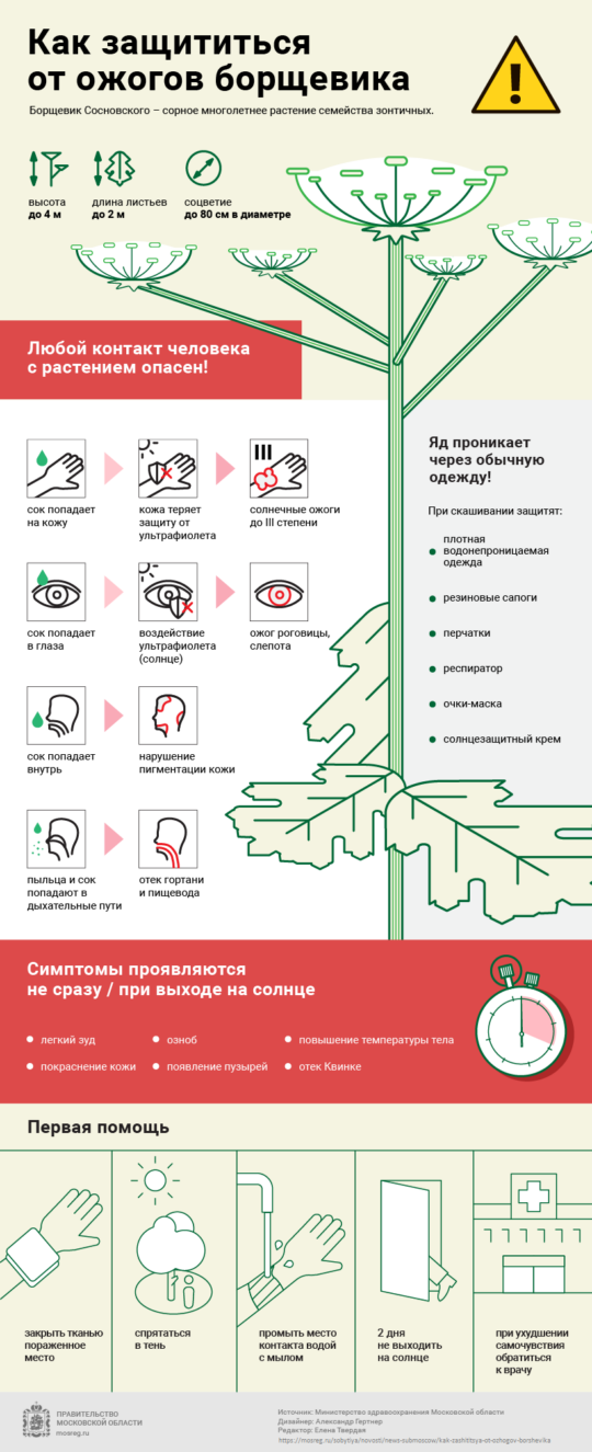 Подробнее о статье Как защититься от ожогов борщевика